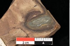 Foto (Detailansicht) von Pinus praelarix Ettingshausen (NHMW-GEO-2024-0188-0313)